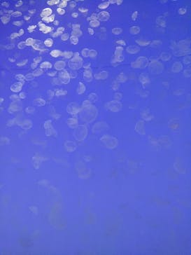 アクアワールド茨城県大洗水族館に投稿された画像（2020/12/18）