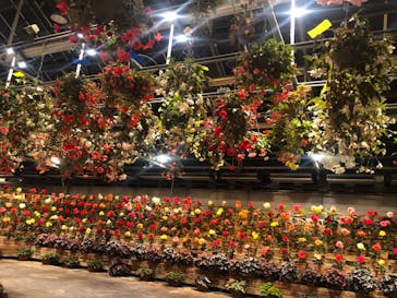 なばなの里に投稿された画像（2020/12/18）