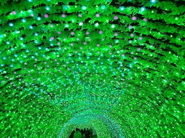 なばなの里に投稿された画像（2020/12/18）