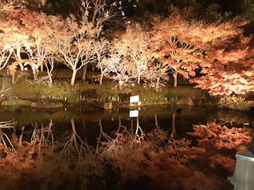 なばなの里に投稿された画像（2020/12/18）