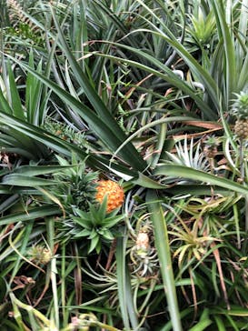 ナゴパイナップルパークに投稿された画像（2020/12/18）