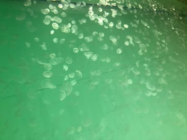 アクアワールド茨城県大洗水族館に投稿された画像（2020/12/18）