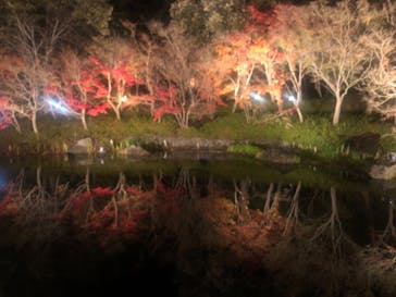 なばなの里に投稿された画像（2020/12/19）