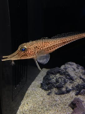 サンシャイン水族館に投稿された画像（2020/12/19）