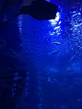 京都水族館に投稿された画像（2020/12/19）