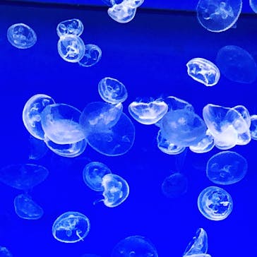 アクアワールド茨城県大洗水族館に投稿された画像（2020/12/19）