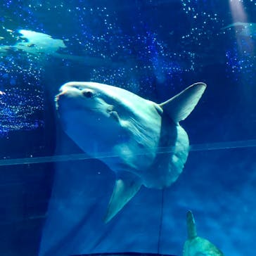 アクアワールド茨城県大洗水族館に投稿された画像（2020/12/19）