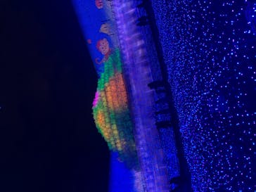 なばなの里に投稿された画像（2020/12/19）