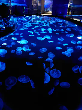 すみだ水族館に投稿された画像（2020/12/19）