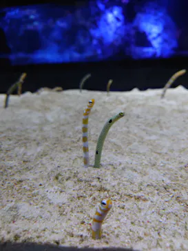 すみだ水族館に投稿された画像（2020/12/19）