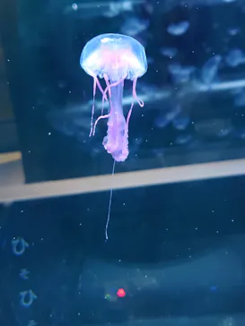 すみだ水族館に投稿された画像（2020/12/19）