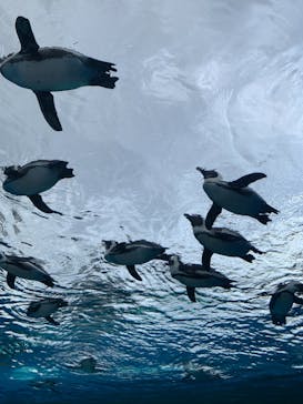 サンシャイン水族館に投稿された画像（2020/12/19）