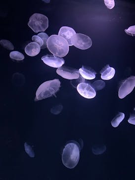 サンシャイン水族館に投稿された画像（2020/12/19）