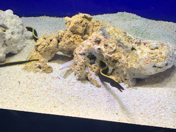 サンシャイン水族館に投稿された画像（2020/12/19）