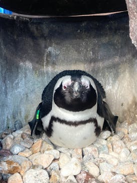 京都水族館に投稿された画像（2020/12/19）