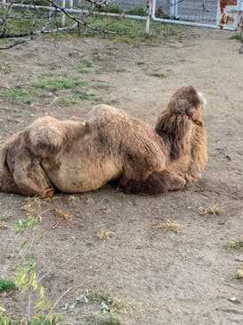 天王寺動物園に投稿された画像（2020/12/19）