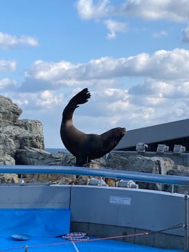 大分マリーンパレス水族館 「うみたまご」に投稿された画像（2020/12/19）