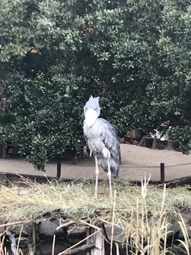 神戸どうぶつ王国に投稿された画像（2020/12/19）