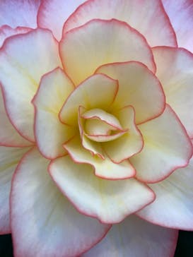 なばなの里に投稿された画像（2020/12/19）