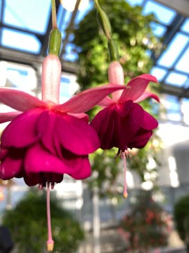 なばなの里に投稿された画像（2020/12/19）