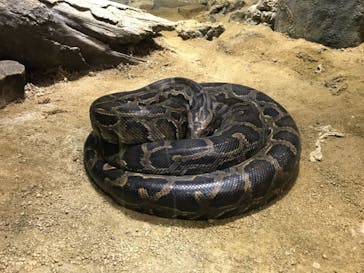 天王寺動物園に投稿された画像（2020/12/19）