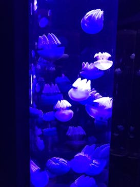 サンシャイン水族館に投稿された画像（2020/12/19）