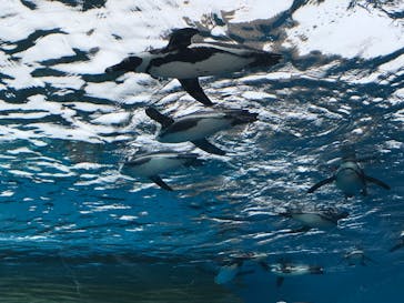 サンシャイン水族館に投稿された画像（2020/12/19）