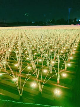 東京メガイルミに投稿された画像（2020/12/19）