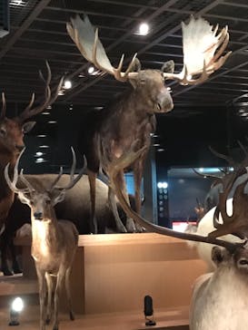 国立科学博物館に投稿された画像（2020/12/19）