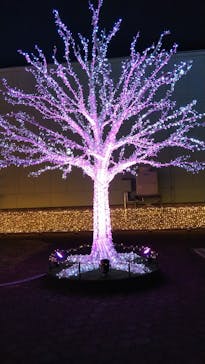 東京メガイルミに投稿された画像（2020/12/19）