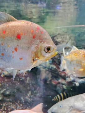 サンシャイン水族館に投稿された画像（2020/12/19）