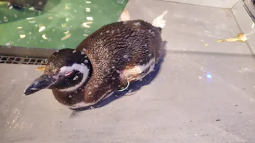 すみだ水族館に投稿された画像（2020/12/19）