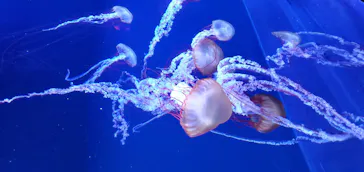 すみだ水族館に投稿された画像（2020/12/19）