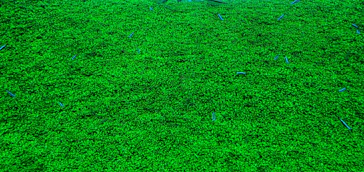 すみだ水族館に投稿された画像（2020/12/19）