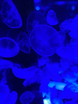 マクセル アクアパーク品川に投稿された画像（2020/12/19）