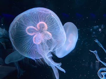 京都水族館に投稿された画像（2020/12/19）