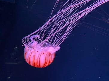 京都水族館に投稿された画像（2020/12/19）