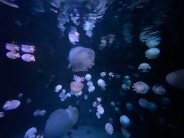 京都水族館に投稿された画像（2020/12/19）