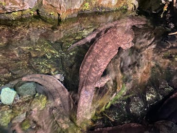 京都水族館に投稿された画像（2020/12/19）