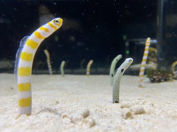 京都水族館に投稿された画像（2020/12/19）