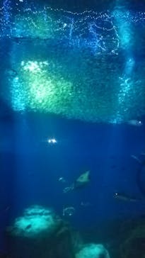アクアワールド茨城県大洗水族館に投稿された画像（2020/12/19）