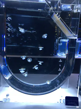 すみだ水族館に投稿された画像（2020/12/19）