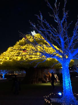 東京メガイルミに投稿された画像（2020/12/19）