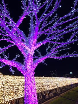 東京メガイルミに投稿された画像（2020/12/19）