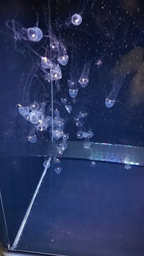 アクアワールド茨城県大洗水族館に投稿された画像（2020/12/19）