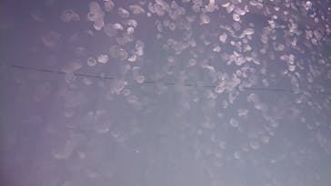 アクアワールド茨城県大洗水族館に投稿された画像（2020/12/19）