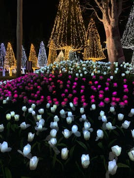 美らヤシパークオキナワ・東南植物楽園に投稿された画像（2020/12/19）