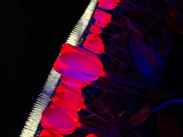 なばなの里に投稿された画像（2020/12/20）