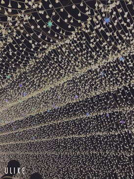 なばなの里に投稿された画像（2020/12/20）