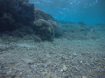 武藤潜水に投稿された画像（2020/12/20）